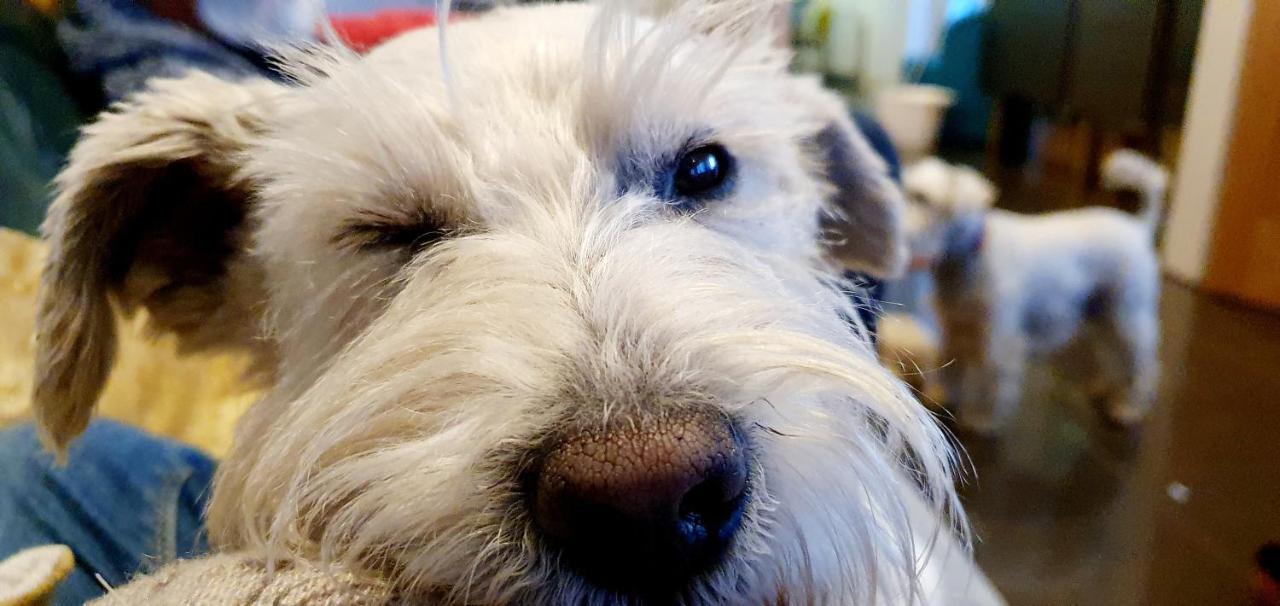 The Sleeping Dog Room At The Grumpy Schnauzer Bnb Huge Room, Luxe Suite, Private Hot Tub, Breakfast, Gym, Games Room, Farm Stay, Amazing Airdrie Buitenkant foto
